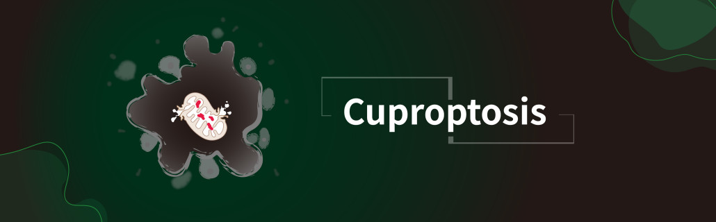 Cuproptosis