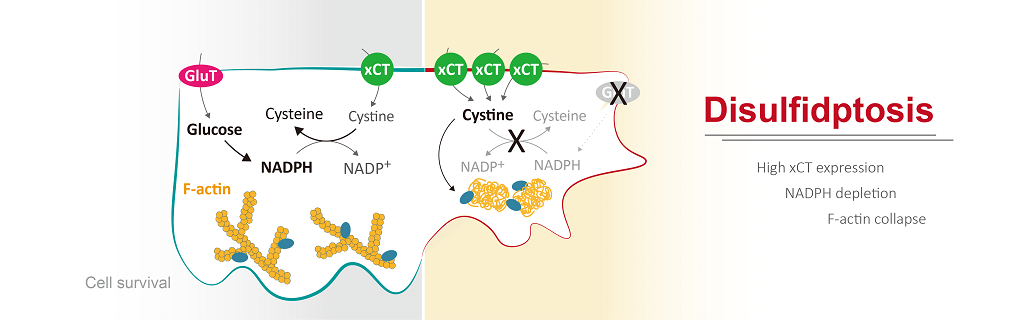 Disulfidptosis