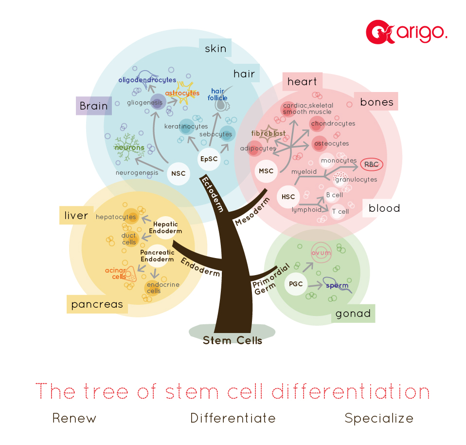 Stem Cell And The Regenerative Medicine Ready For The Patients News Company Arigo