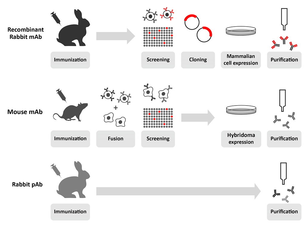 SQab clone recombinant rabbit mAbs - Company - arigo Biolaboratories