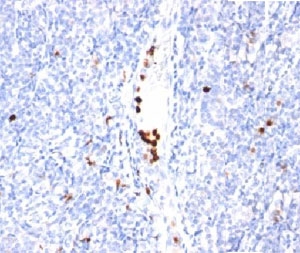 Immunohistochemistry: Human Tonsil tissue stained with ARG56178 anti-Granulocyte Marker antibody [BM-2].