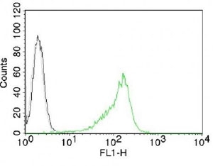 Flow Cytometry: 293 cells stained with ARG56180 anti-Nucleoli Marker antibody [NM95] (green).