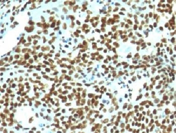 Immunohistochemistry: Formalin-fixed and paraffin-embedded Human tonsil stained with ARG56202 anti-Nuclear Marker antibody [NM106].