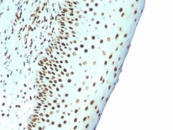 Immunohistochemistry: Formalin-fixed and paraffin-embedded Human tonsil stained with ARG56202 anti-Nuclear Marker antibody [NM106].