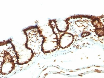 Immunohistochemistry: Formalin-fixed and paraffin-embedded Rat colon stained with ARG56202 anti-Nuclear Marker antibody [NM106].