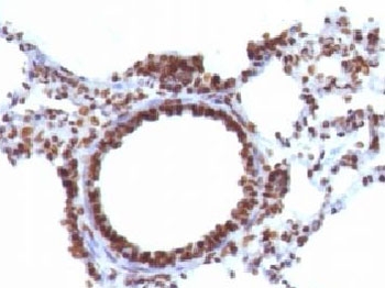 Immunohistochemistry: Formalin-fixed and paraffin-embedded Rat lung stained with ARG56202 anti-Nuclear Marker antibody [NM106].