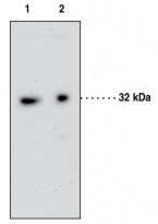 anti-GPCR GPR35 antibody (ARG56529) - arigo Biolaboratories