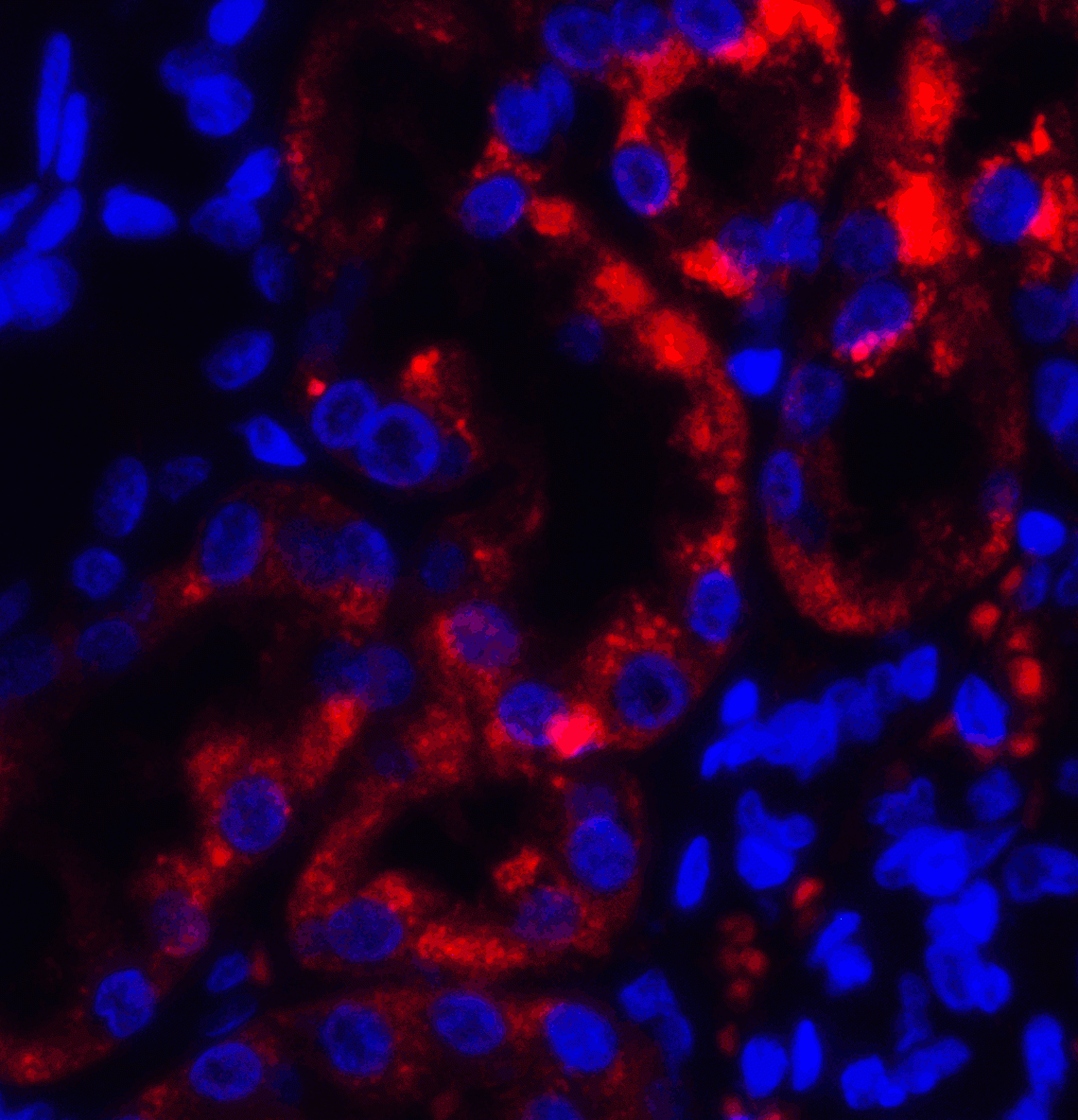 anti-TRPV4 antibody (ARG57869) - arigo Biolaboratories