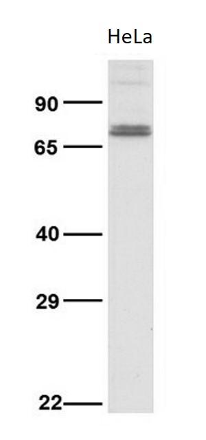 anti-TAP1 antibody (ARG59144) - arigo Biolaboratories