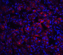 anti-IL23 antibody (ARG59349) - arigo Biolaboratories