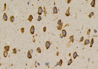 Immunohistochemistry: Paraffin-embedded Mouse brain stained with ARG40342 anti-Caprin 1 antibody.