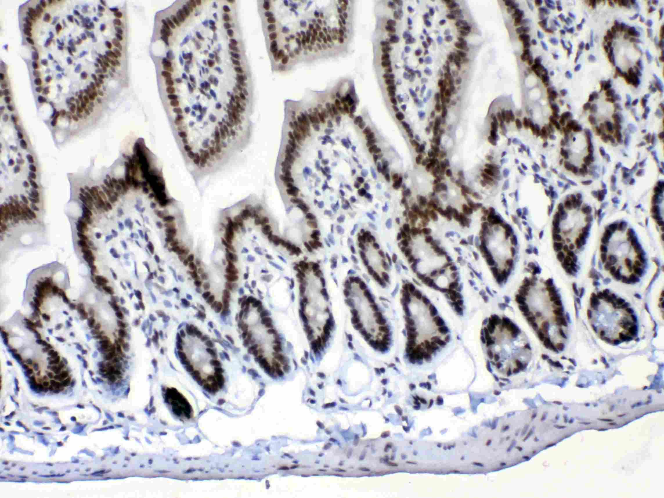 anti-Musashi 1 antibody (ARG41352) - arigo Biolaboratories