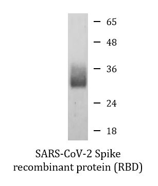 Sars Cov 2 Spike Recombinant Protein Rbd His Tagged C Ter Arg70224 Arigo Biolaboratories