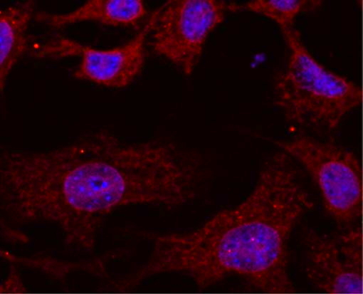 anti-RAB11A antibody (ARG42517) - arigo Biolaboratories