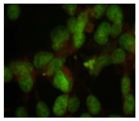 Immunofluorescence: HeLa cells stained with ARG52376 anti-Nuclei antibody [235-1] showing specific labeling of their nuclei.