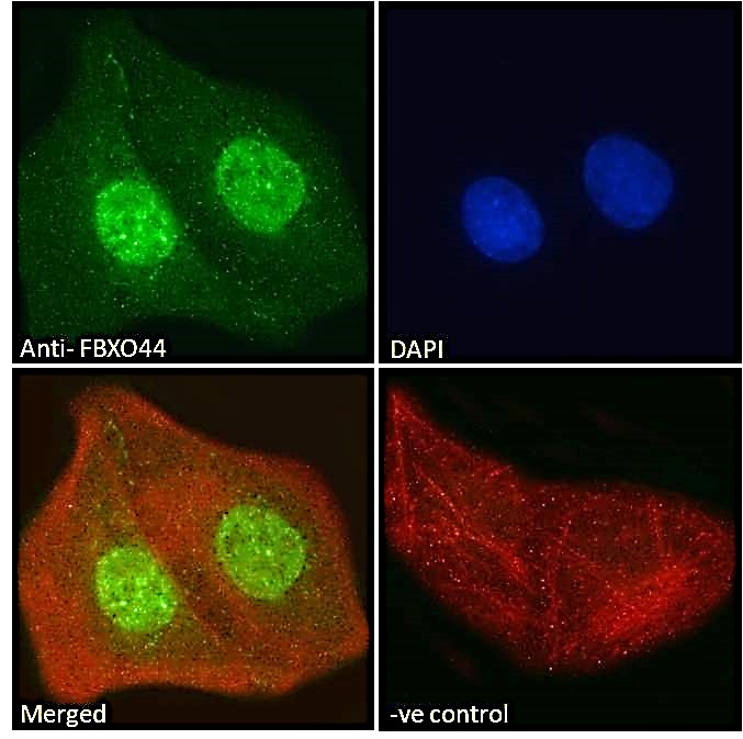 Immunofluorescence: Paraformaldehyde fixed U2OS cells permeabilized with 0.15% Triton. Cells were stained with ARG63585 anti-FBXO44 antibody (green) at 10 microg/ml dilution for 1 hour. DAPI (blue) for nuclear staining. Phalloidin (red) for Actin filaments staining. Negative control: Unimmunized goat IgG (green) at 10 microg/ml dilution.