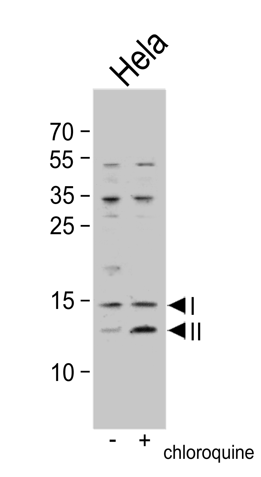 anti-LC3B antibody (ARG54707) - arigo Biolaboratories